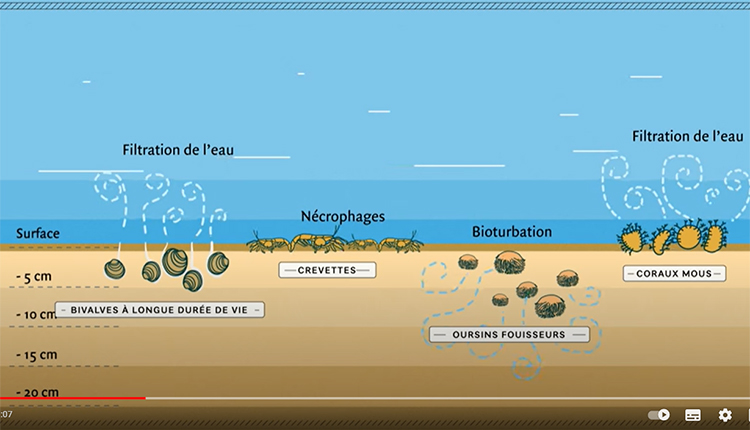 Traits biologiques benthiques © Wageningen Marine Research