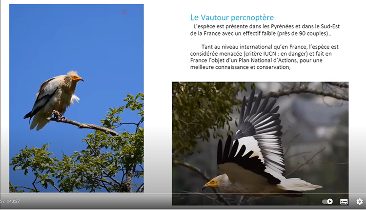 Visio-conférence Le vautour percnoptère, migrateur des Pyrénées à l’Afrique sub-saharienne © DR