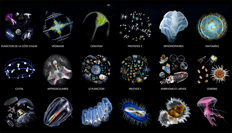 Les chroniques du plancton © INEE CNRS