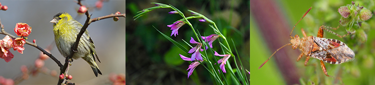 Tarin des aulnes, Spinus spinus © Patrick Haffner - Glaïeul d'Italie, Gladiolus italicus © Jmal - Rhopalus subrufus © Nathalie Fichet