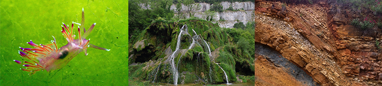 Paraflabellina ischitana @ Benjamin Guichard / OFB - 220 - Sources pétrifiantes avec formation de travertins (Cratoneurion) © Margaux Mistarz - FR0200007 Geopark Beaujolais © Grégoire Egoroff