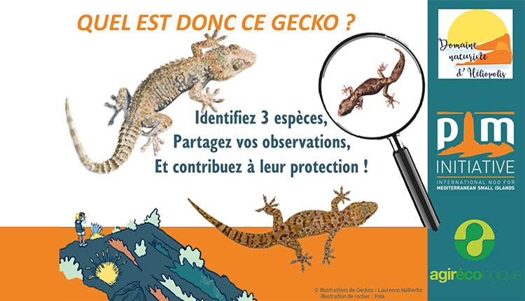 Affiche Quel est donc ce gecko © Agir écologique - Tous droits réservés